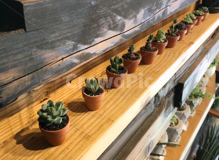 mini,flower pots,succulents,rows,cute,old materials,shelves,interior,props,arrangement,plants,wood,mini flower pots,organizing,Succulents