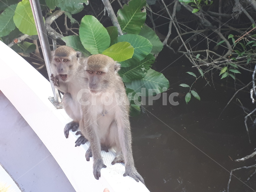 원숭이,코타키나발루,반딧불이투어,monkey,feeding,먹이주기