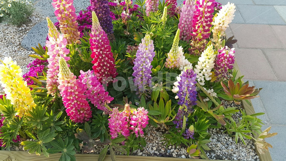 꽃,봄,공원,나들이,식물,컬러,색채,색감,flower,자연,힐링,감성사진