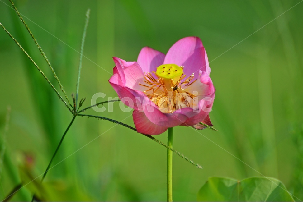 plant,식물,blossom,flower,꽃,연,연꽃,홍연