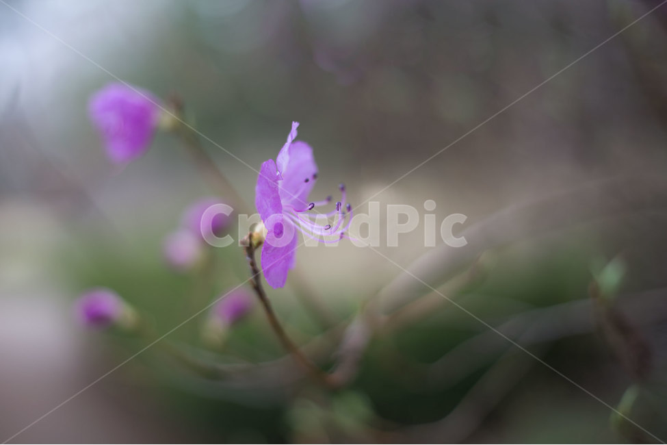 봄,진달래,아웃포커싱,꽃,감성,봄,계절,spring,season,식물,자연,plants,nature,꽃,flower,plant,geranium,제라늄,blossom