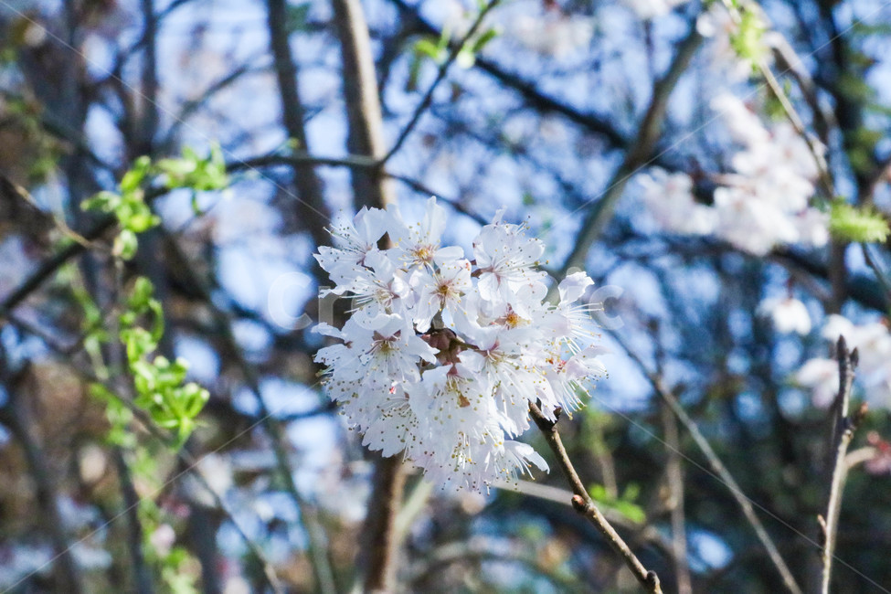 plant,식물,벚꽃,봄,여름,blossm,봄,계절,spring,season,식물,자연,plants,nature,꽃,flower