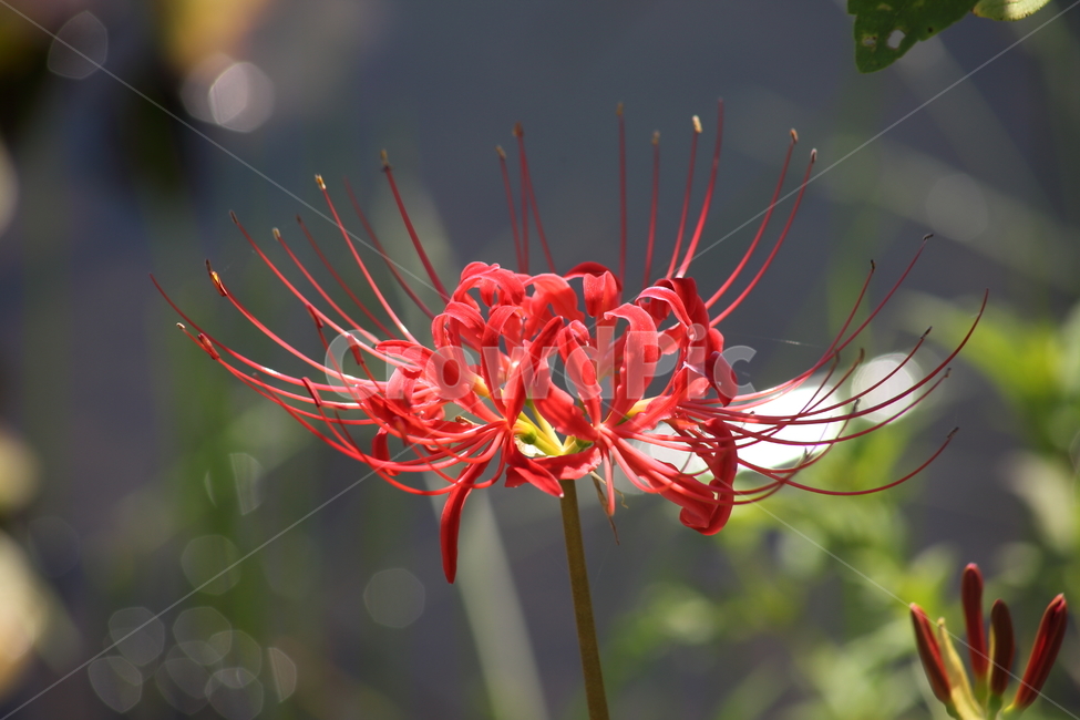 상사화,개난초,lycorissquamigera,magiclily,flower,꽃무릇,Redspiderlily,식물,자연,plants,nature,꽃,flower