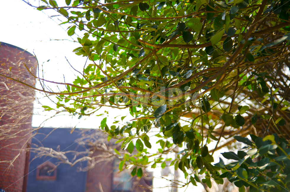 식물,초록,햇살,나무,자연,따뜻함,산책,식물,자연,plants,nature