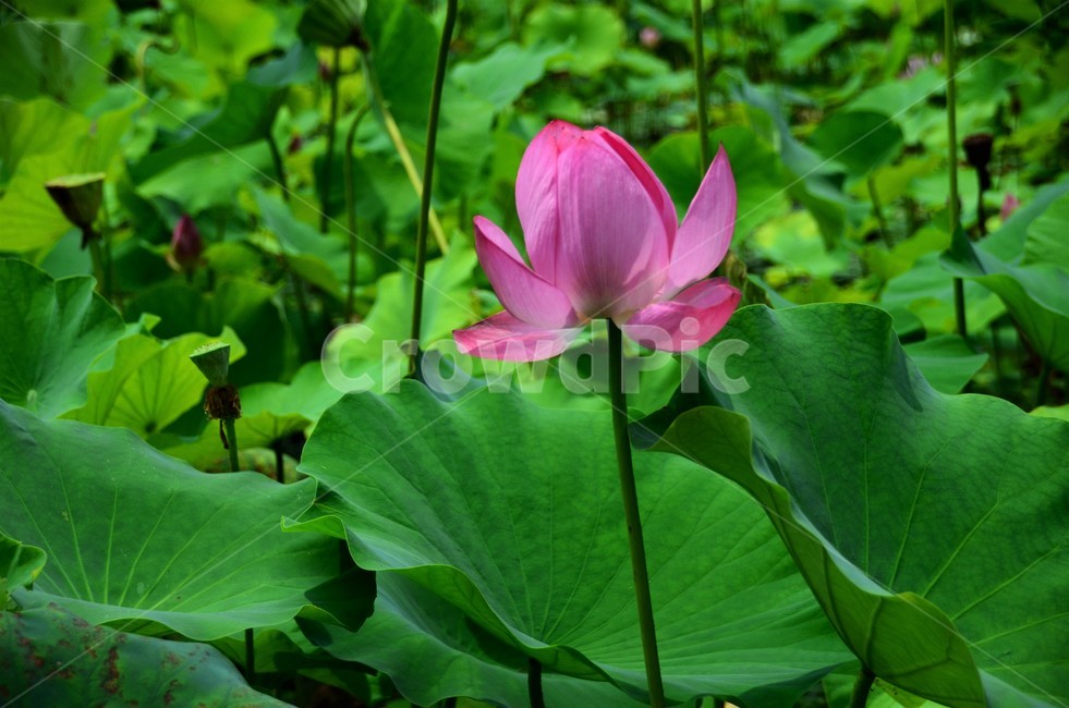 연꽃,수생식물,수련과,청결,신성,여러해살이풀,식물,자연,plants,nature,꽃,flower