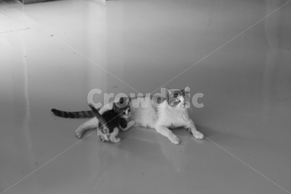 고양이,길고양이,길냥이,새끼고양이,cat,어미와새끼,어미고양이,kitten,streetcat,wildcat,family,animal,동물,가족,care,유기묘,반려묘,pet,아기고양이,동행,동물,animal,포유류,mammal,고양이,cat,kitten,kitty,가족,패밀리,family,흑백,모노톤,monochrome,black and white
