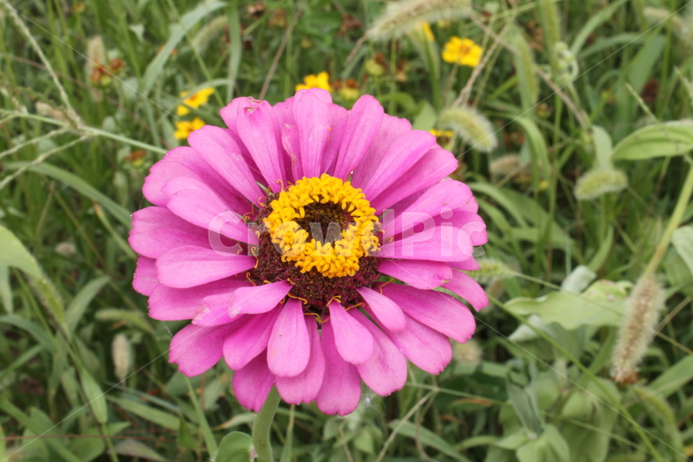 백일홍,야생화,zinniaelegans,꽃,식물,식물,자연,plants,nature,꽃,flower