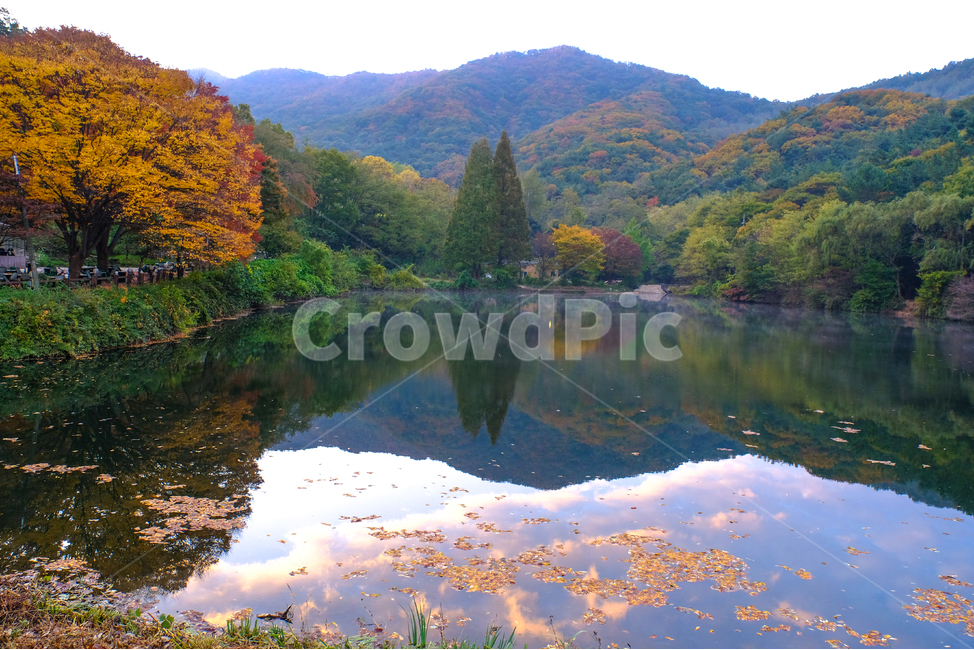 가을,단풍,나무,반영,꽃,국화,연기,아침,안개,가을,계절,fall,autumn,season,자연,풍경,nature,landscape,한국자연풍경,한국자연경관,korea nature landscape,tree,plant,식물,abies,아비,fir,전나무,water,물,outdoors,옥외