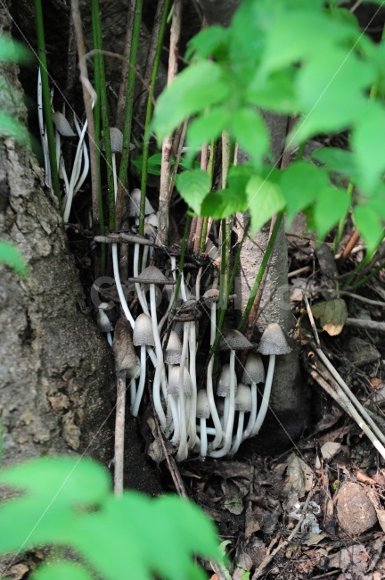 버섯,자연,식물,숲,생태,생태계,관찰,자연학습,식물,자연,plants,nature