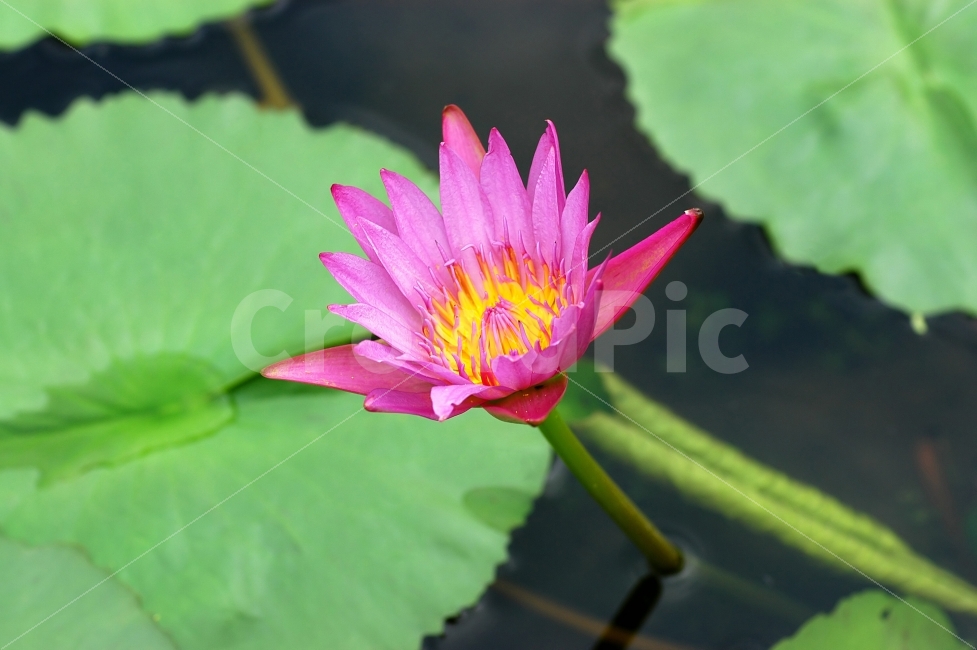 연꽃,수련,연잎,연못,꽃,플라워,식물,자연,한송이,꽃잎,식물,자연,plants,nature,꽃,flower