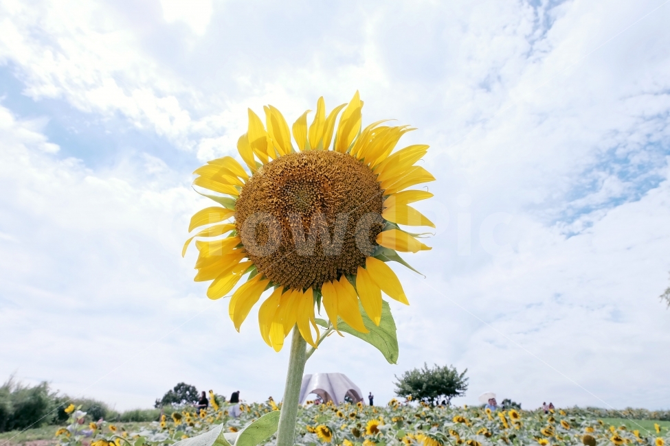 해바라기,리더,꽃,플라워,더위,화창,여름,계절,summer,season,식물,자연,plants,nature,꽃,flower,plant,blossom