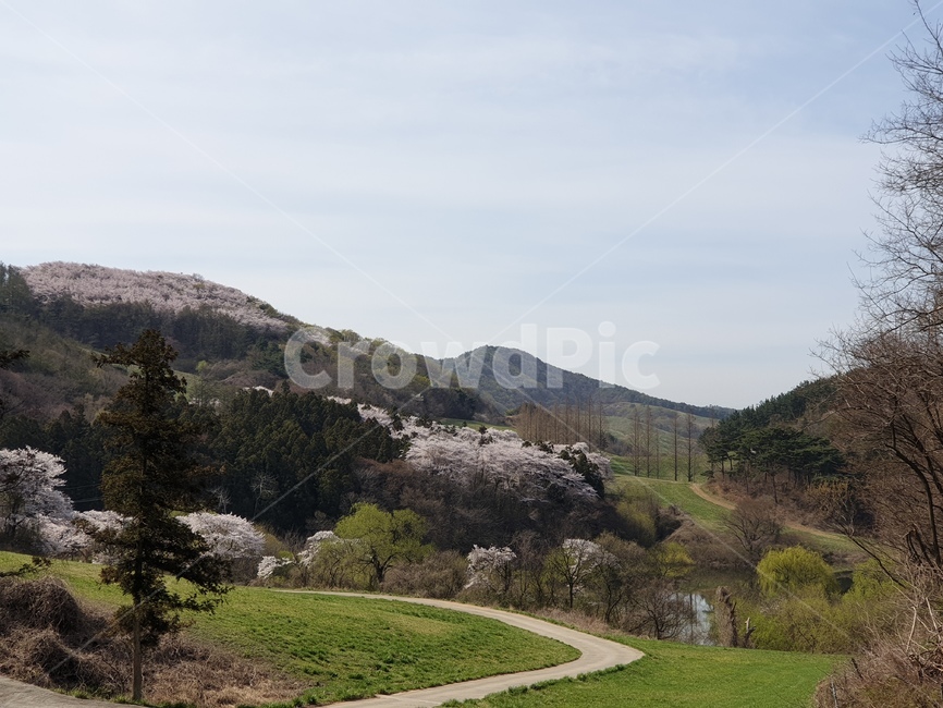 벚꽃,초원,봄,초록,풍경,용비지,자연,풍경,nature,landscape,outdoors,옥외,plant,식물