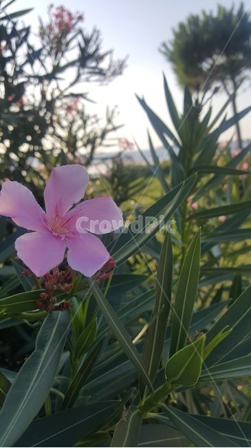 꽃,하늘,바다,잎,식물,자연,flowers,sky,sea,leaf,plants,nature