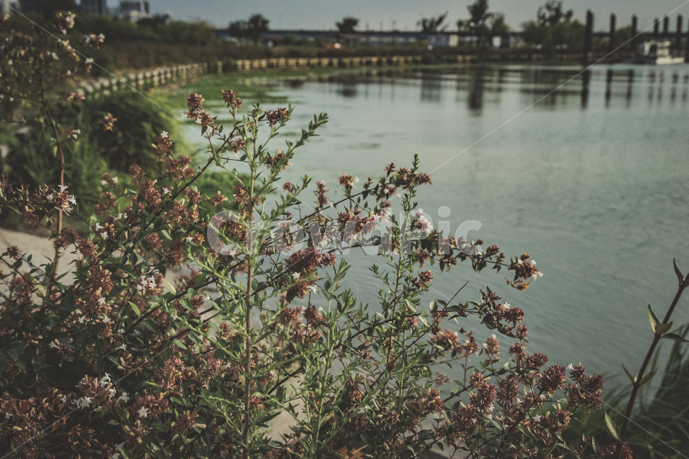 부산,화명생태공원,공원,자연,풍경,꽃,강,산책로,풀,감성,여름,나무,busan,park,river,nature,view,summer,plants,tree,wood,flowers,beautiful,walk,자연,풍경,nature,landscape,water,물,outdoors,옥외