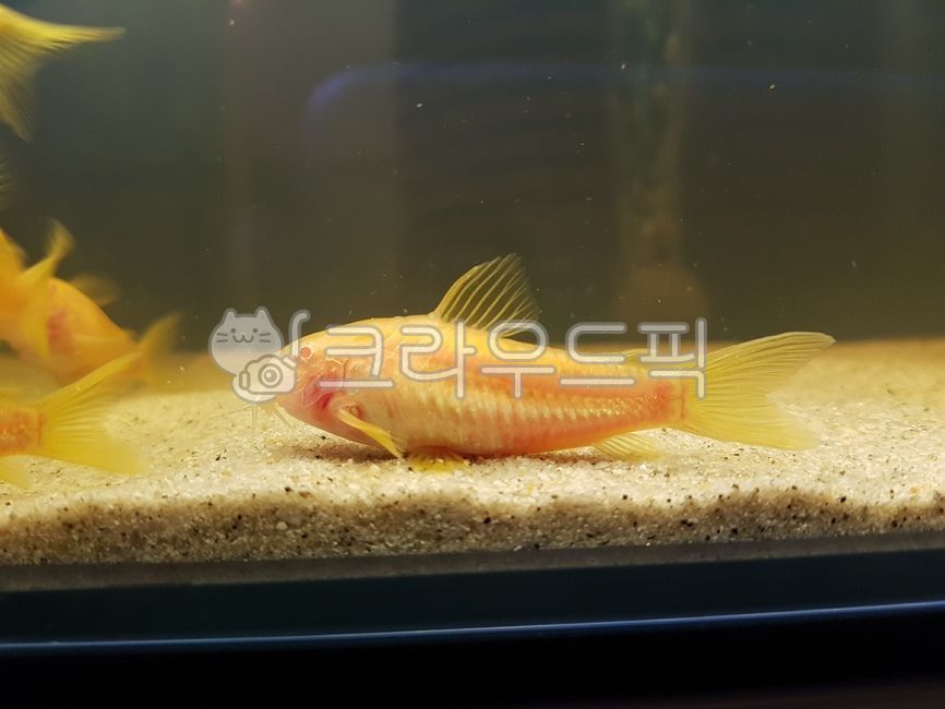 golden stripe,Albino Golden Stripe,albino,fish,freshwater fish,ornamental fish,Algol