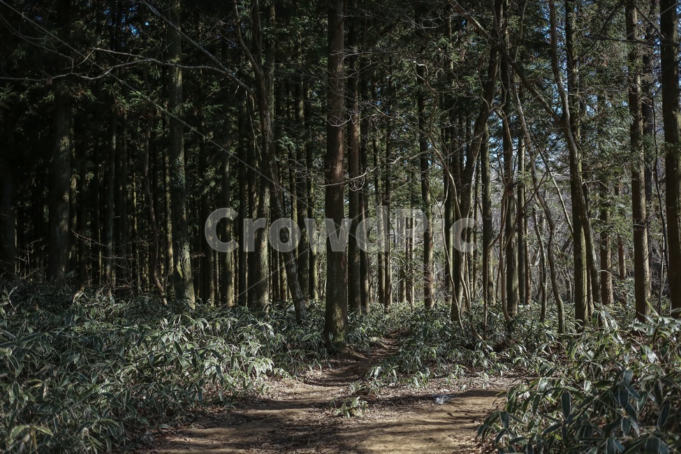 숲,사려니,사려니숲,나무,forest,tree,풍경,자연,산,우거진,빼곡한,어두운,자연,풍경,nature,landscape,vegetation,초목,plant,식물,outdoors,옥외,land,땅,woodland,삼림지,ground,바닥,grove,작은 숲