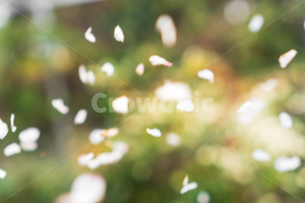 벚꽃,꽃,봄꽃,자연,flower,nature,봄,계절,spring,season,꽃,flower,lighting,조명,light,빛,flare,플레어