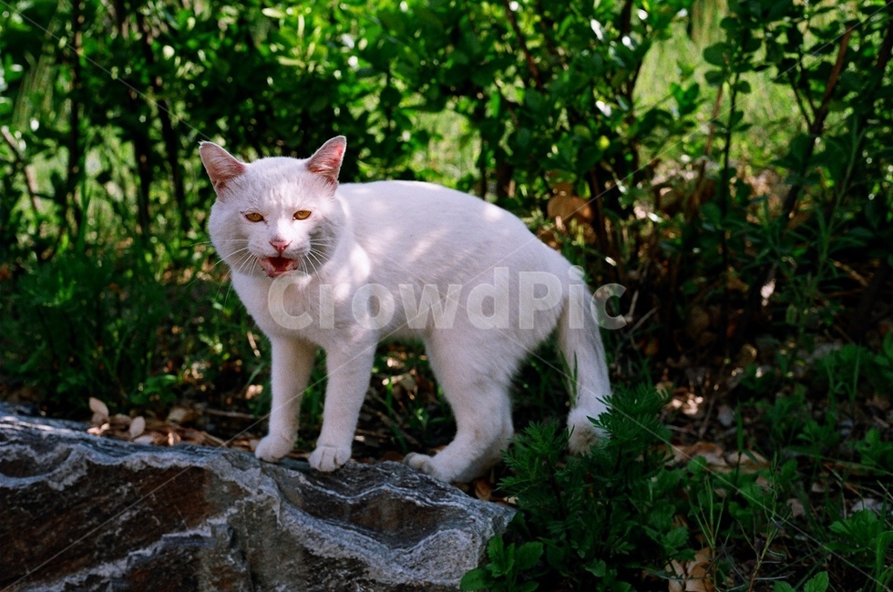 고양이,길고양이,야생,동물,숲,野良猫,猫,동물,animal,포유류,mammal,고양이,cat,kitten,kitty