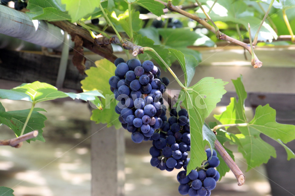 포도,열매,식물,fruit,과일,food,음식,grapes,plant,과일,열매,fruit