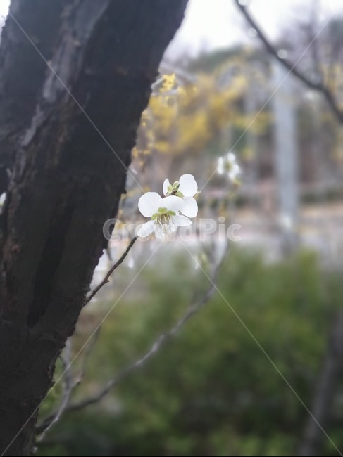 plant,한송이,벛꽃,봄,포커스