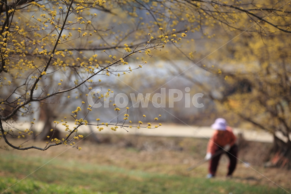 한국,봄,산수유,산수유나무,산수유마을,마을,시골,korea,spring,santasteria,nature,자연,봄,계절,spring,season,시골,마을,풍경,landscape,country,rural,town,식물,자연,plants,nature,꽃,flower