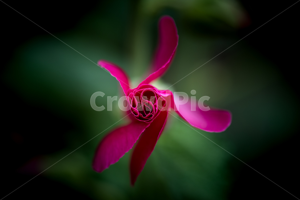 자연,꽃,접시꽃,접사,마크로,꽃가루,꽃수술,꽃잎,nature,flower,macro,식물,자연,plants,nature,꽃,flower