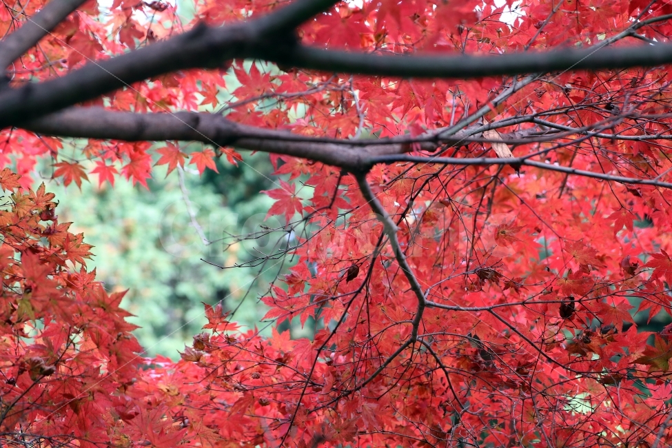 단풍나무,단풍,물들다,붉은,잎,단풍잎,가을,계절,자연,가을,계절,fall,autumn,season,식물,자연,plants,nature,나무,trees,wood,leaf,plant,tree,maple