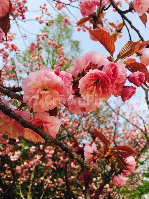 꽃,자연,분홍색,flower,nature,pink,꽃나무,식물,자연,plants,nature,꽃,flower