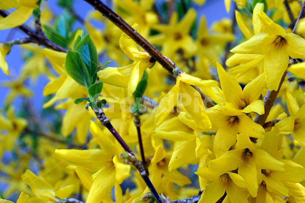 개나리,노란꽃,노랑색,봄꽃,forsythia,koreana,nakai,자연,식물,꽃,plant,flower,yellow,관목,연교,꽃말,희망,기대,깊은정,달성