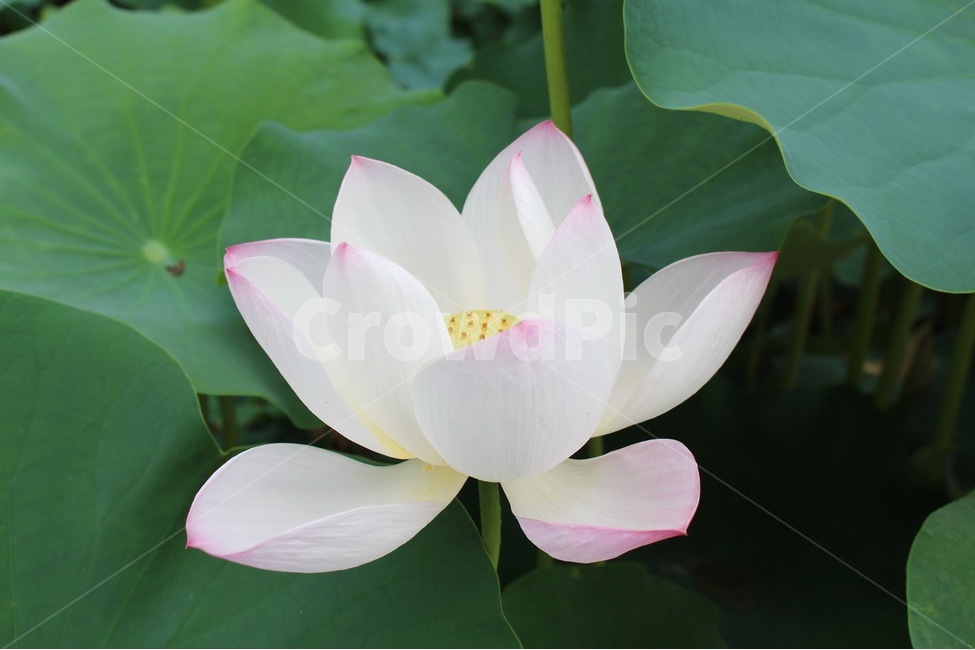 종교,부처님,불교,연꽃,여름,식물,자연,plants,nature,꽃,flower