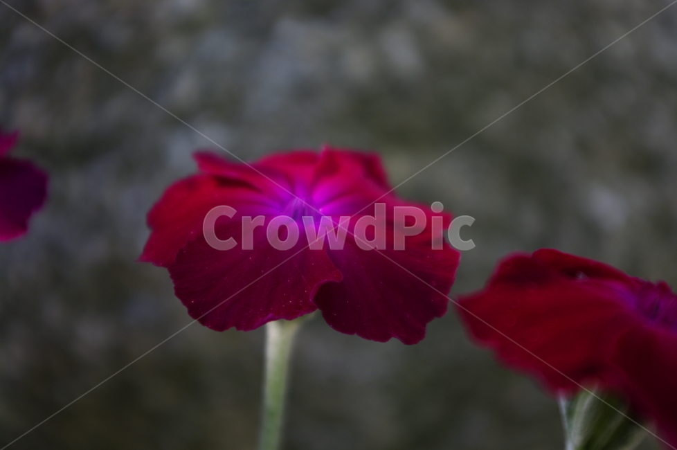 우단동자,꽃,식물,꽃봉오리,flower,식물,자연,plants,nature,꽃,flower