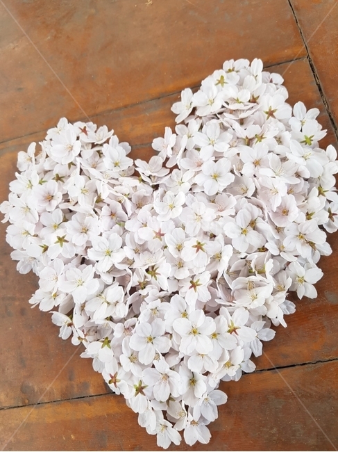 하트,사랑,벚꽃,꽃잎,식물,petal,꽃,마음