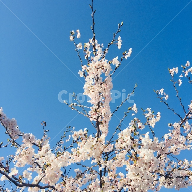 한강,여의도,벚꽃,벚꽃축제,봄,spring,파란하늘,4월,april,꽃