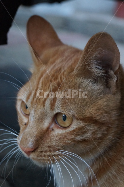 고양이,치즈태비,길고양이,길냥이,숏컷,동물,포유류,동물,animal,포유류,mammal,고양이,cat,kitten,kitty