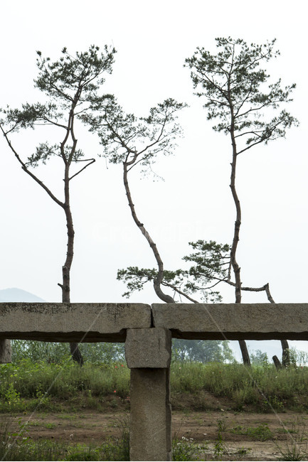 소나무,감성,조형,대창,건축,식물,자연,plants,nature,나무,trees,wood
