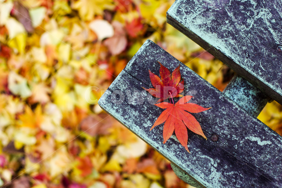 단풍,낙엽,단풍잎,벤치,길거리,가을,늦가을,만추,차분한,street,maple,autumn,가을,계절,fall,autumn,season,식물,자연,plants,nature,leaf,잎,plant,tree,나무