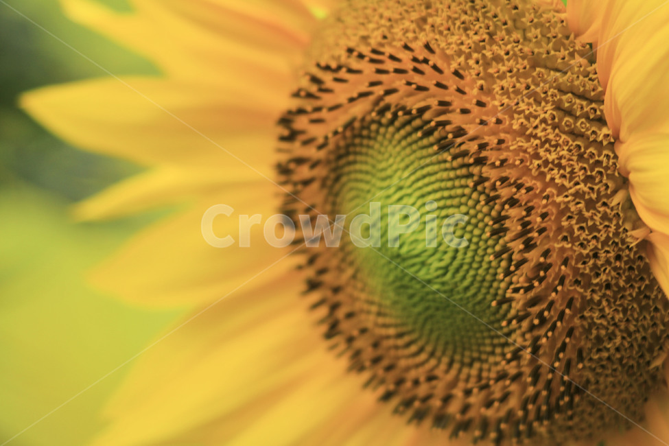 해바리기,여름,해바라기씨,노란해바라기,sunflower,식물,자연,plants,nature,꽃,flower