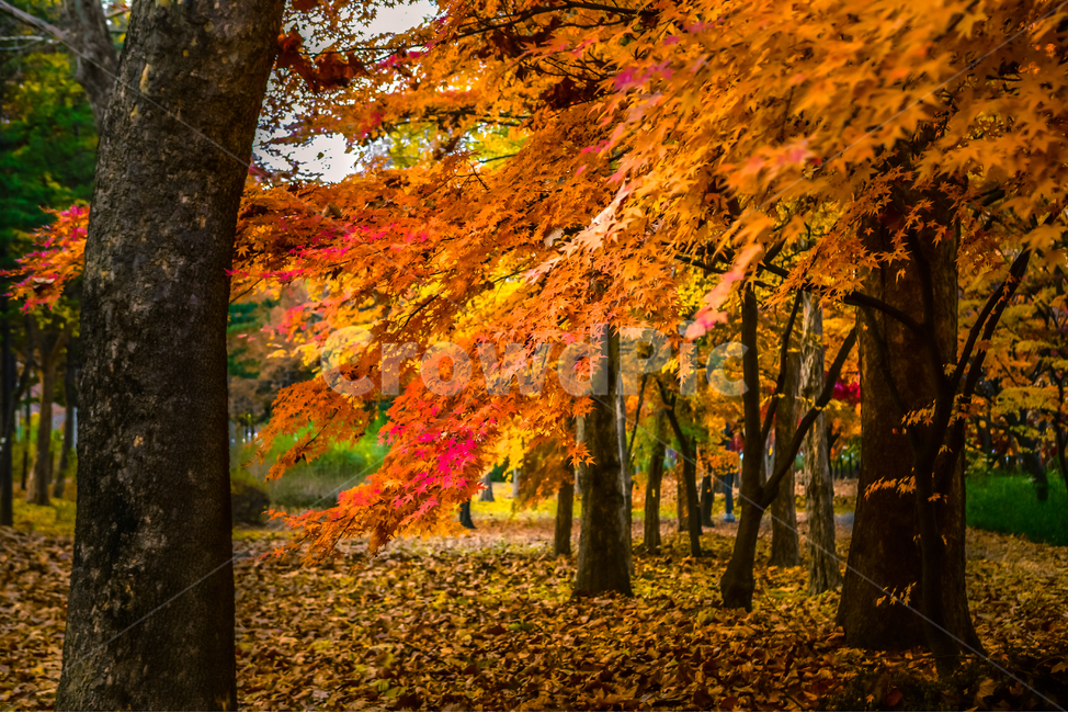 tree,나무,plant,단풍,낙엽,길,빛,가을,빨강,노랑,leaf,잎,maple,식물,가을,계절,fall,autumn,season,자연,풍경,nature,landscape