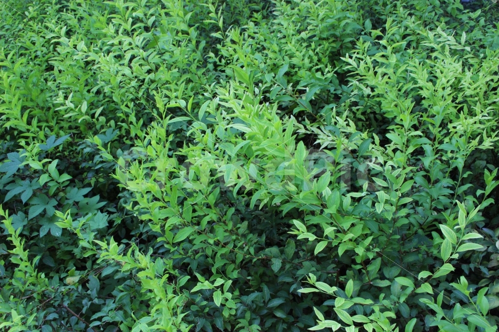 잔디,풀,잡초,초록,초록색,자연,야외,공원,정원,나무,숲,식물,자연,plants,nature