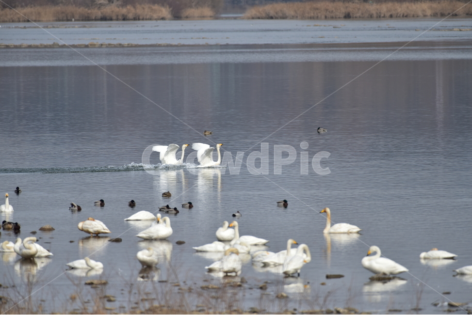 고니,큰고니,백조,tundraswan,겨울철새,물새,동물,animal,조류,새,birds
