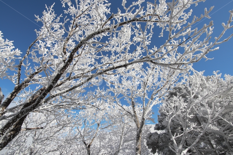 한라산,상고대,설산,겨울,겨울산행,눈꽃,진달래대피소,성판악,관음사,제주도,제주,백록담,겨울,계절,winter,season,식물,자연,plants,nature,나무,trees,wood