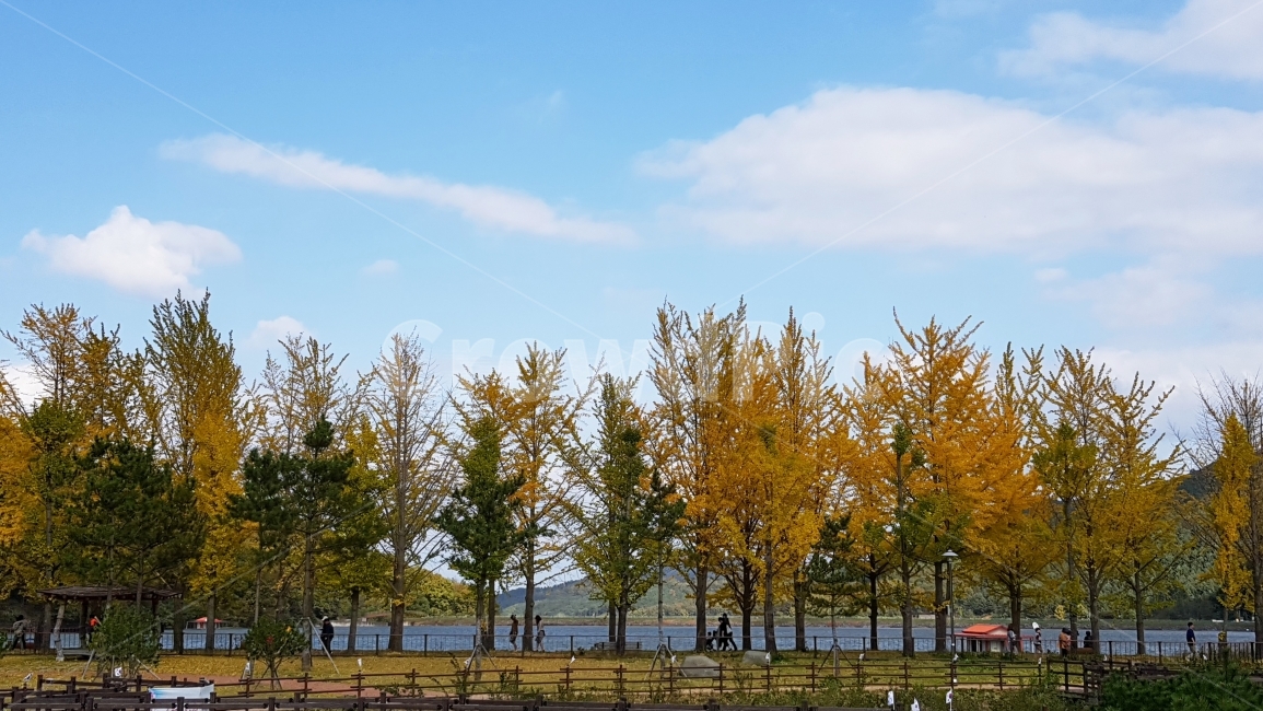 가을,저수지,하늘,힐링,풍경,가을,계절,fall,autumn,season,자연,풍경,nature,landscape,한국자연풍경,한국자연경관,korea nature landscape,plant,식물,tree,나무,fir,전나무,abies,아비