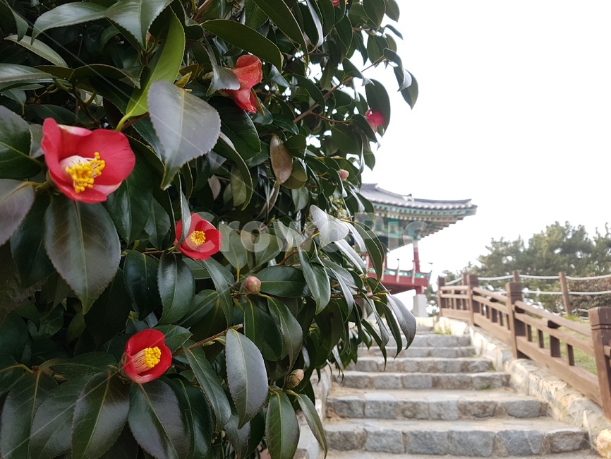 서천,마량리,동백나무숲,동백꽃,동백나무,동백정,동백숲