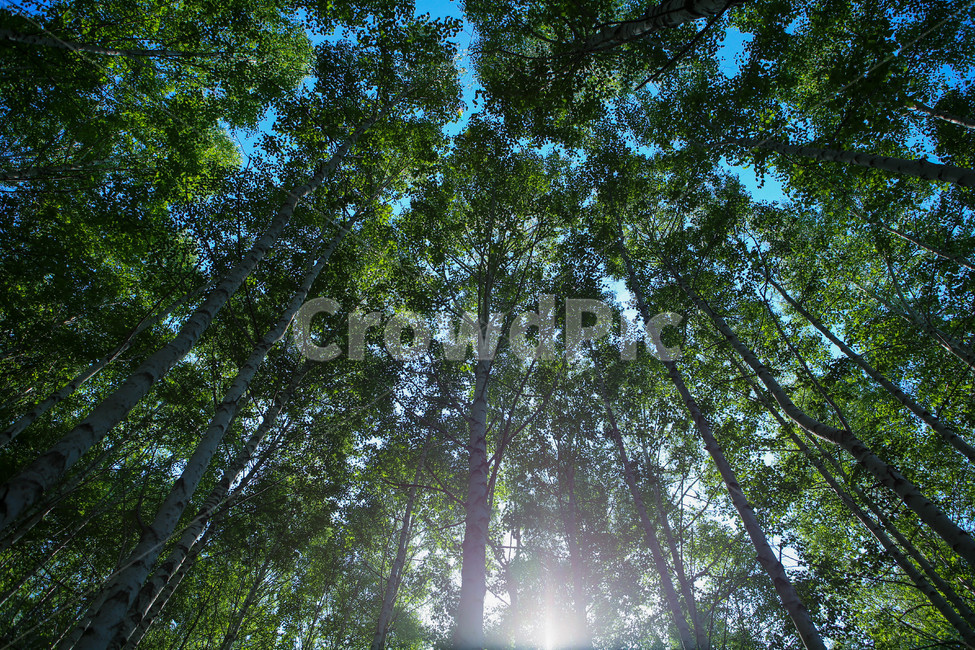 자연,나뭇잎,강원도,원대리,자작나무숲,하늘,자연,풍경,nature,landscape,휴식,힐링,rest,relaxation,healing,tree,나무,plant,식물,flare,플레어,light,빛