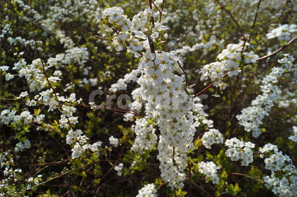 봄,꽃,자연,flower,spring,봄,계절,spring,season,식물,자연,plants,nature,꽃,flower,plant,blossom