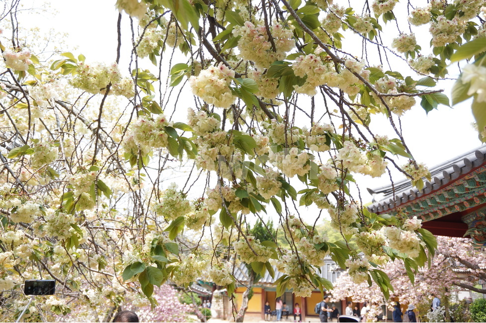 청벚꽃,꽃,봄,맑음,풍경,봄,계절,spring,season,식물,자연,plants,nature,꽃,flower,outdoors,옥외