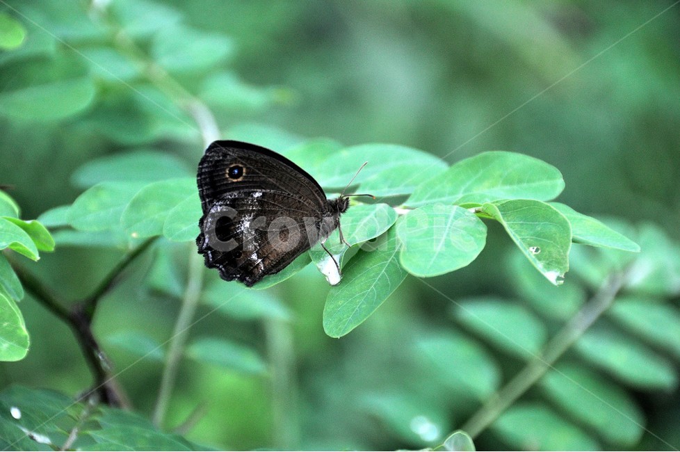 나비,꽃,자연,식물,곤충,식물,자연,plants,nature,동물,animal,곤충,벌레,insect,bug