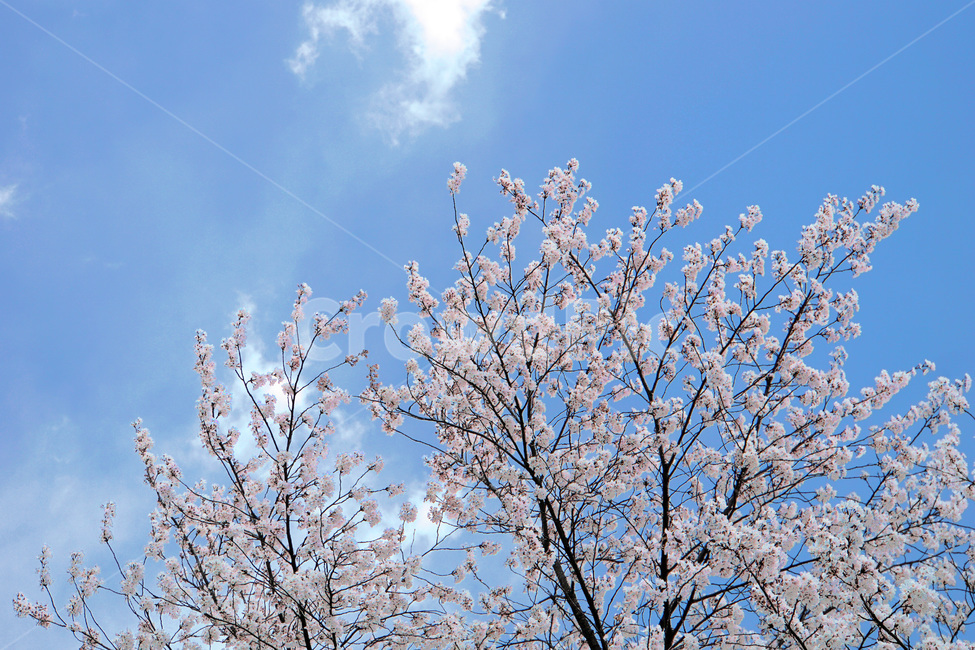 하늘,벚꽃,벚나무,구름,봄,꽃,봄,계절,spring,season,식물,자연,plants,nature,꽃,flower,나무,trees,wood,plant