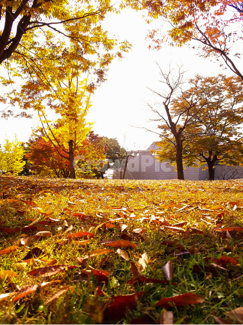 가을,낙엽,단풍,노랑,풍경,나무,가을,계절,fall,autumn,season,자연,풍경,nature,landscape,plant,식물,leaf,잎,tree,maple