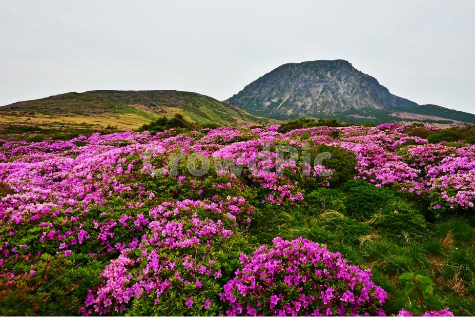 제주,한라산,한라산봄,한라산철쭉,철쭉꽃,봄,계절,철쭉,영실,윗세오름,plant,식물,nature,outdoors,옥외,hill,언덕,경치,경관,풍경,비경,제주봄,자연,풍경,nature,landscape